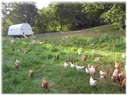 One of our mobile chicken coops