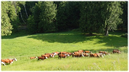 We use a system of pasture management known as rotational grazing.