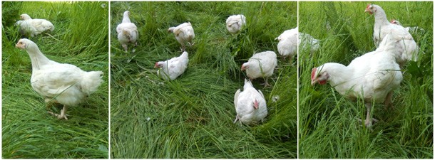 Our soy-free certified organic pastured chickens enjoying life in the sun, and on the grass